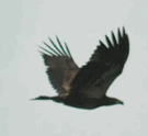 AETOS