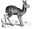 Moschus moschiferus