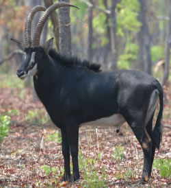 Antilope