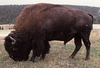 Bisson