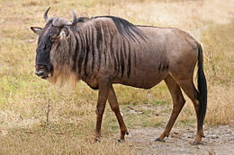 GNU