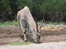 TAYROTRAGOS