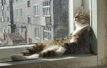 Cat & Windows