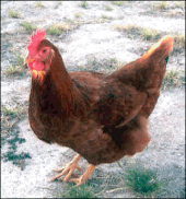 Κότα