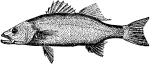 Labrax Lupus