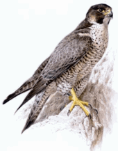 Falco peregrinus